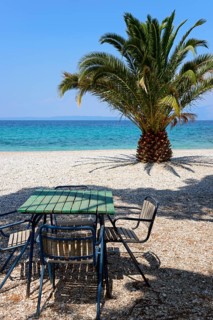 Palm tree on the beach of Trpanj