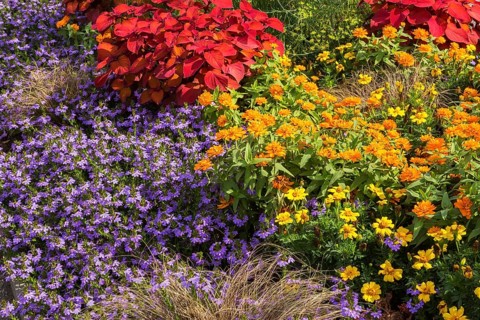 Flowerbeds planted with stinging nettle