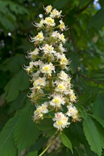 Flower of a common horse chestnut