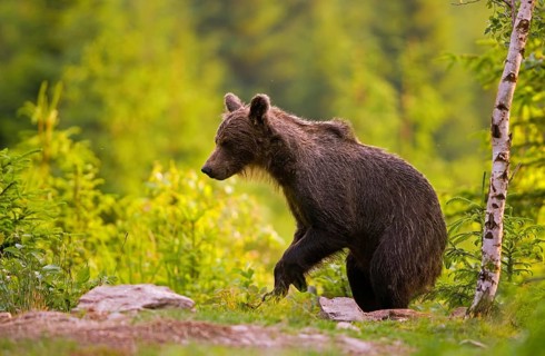 Brown bear