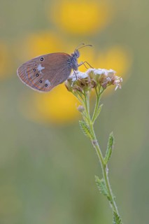 Chestnut Heath