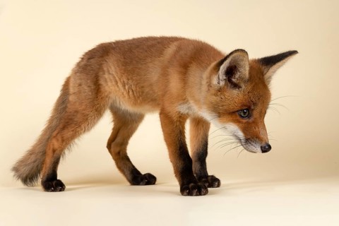 Red fox