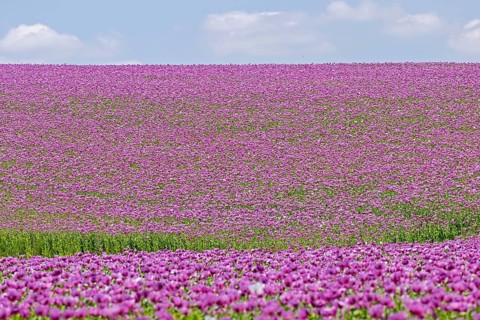 Opium poppy