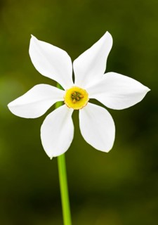 Poet's Daffodil