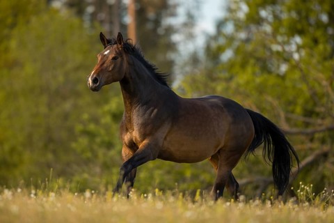 Brown Holstein mare in canter on the pasture