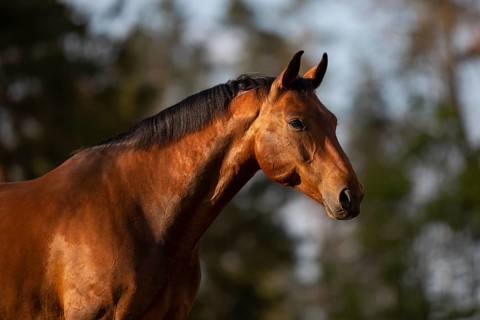 Portrait of a bay Warmblood gelding on a meadow