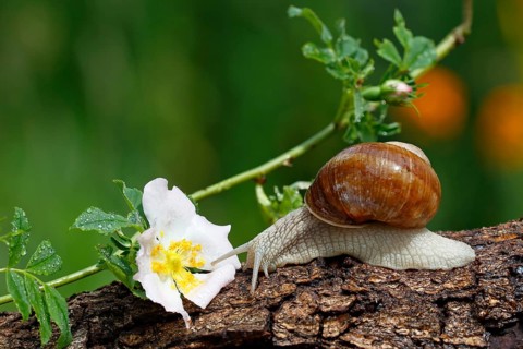 Burgundy snail