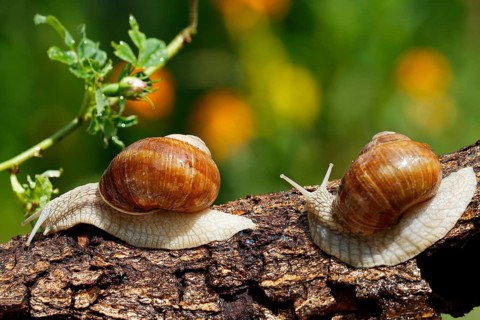 Two Burgundy snails