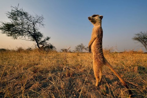Meerkat