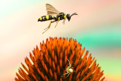Bee-hunting nodular wasp