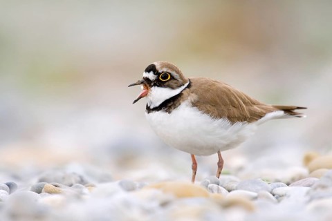Little ringed plover