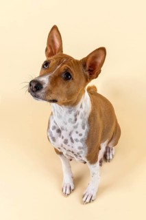 Basenji or Congo Terrier