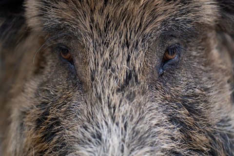Wild boar