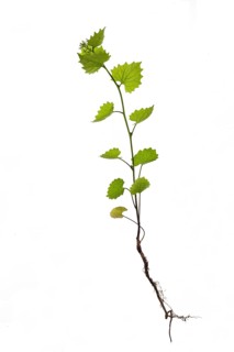 Garlic mustard