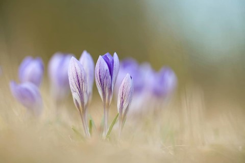 Spring crocusse
