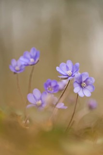 Liverwort