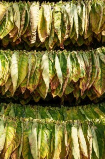 Cultivated tobacco