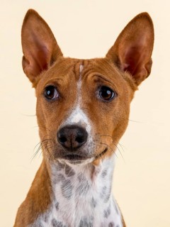 Basenji or Congo Terrier