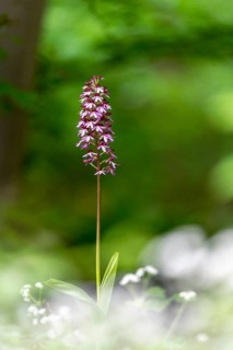 Northern marsh-orchid