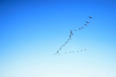 Wild geese