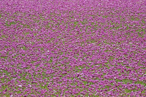 Opium poppy