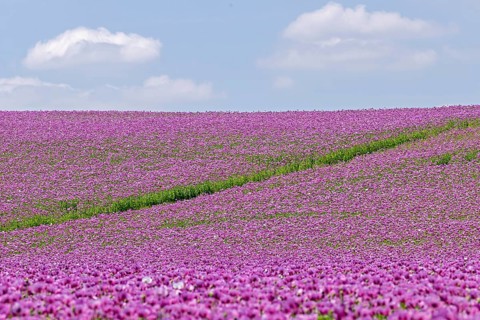 Opium poppy
