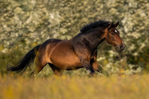Brown Holstein mare in canter on the pasture