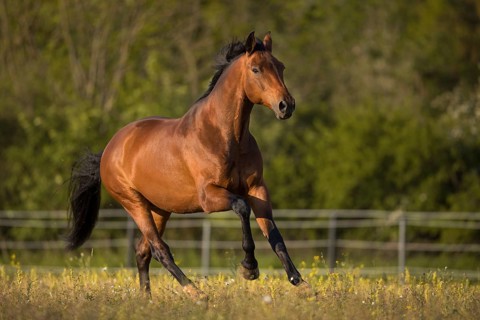 Brown Warmblood gelding at a gallop in the meadow