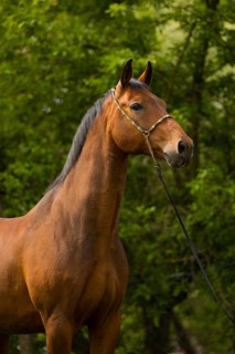 Portrait of a bay Warmblood gelding with halter
