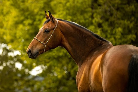 Portrait of a bay Warmblood gelding with halter