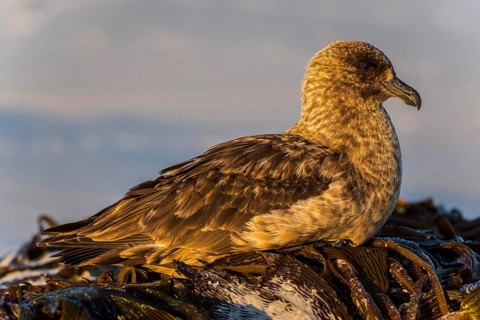 Great skua