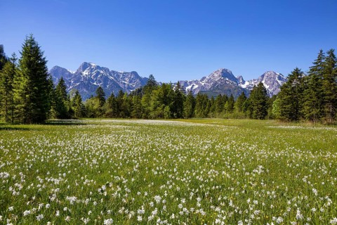 Meadow with white daffodils