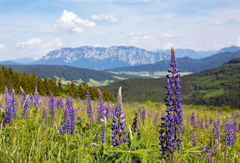 Lupines