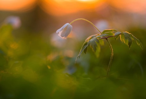 Wood anemones
