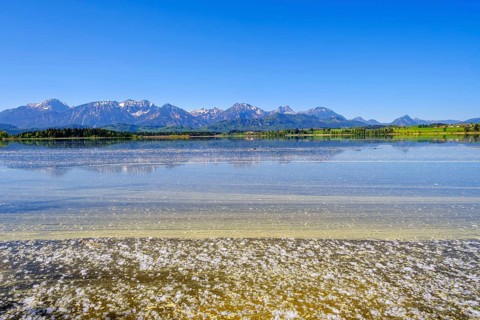 Flower pollen and flying seeds on the lake
