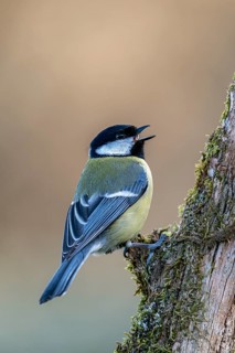 Great tit