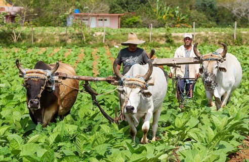 Common tobacco