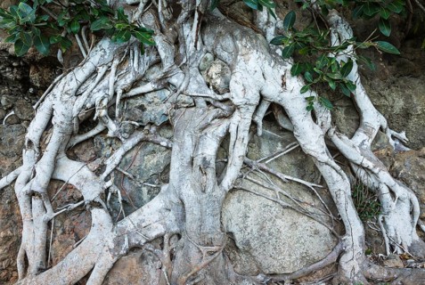 Roots of a fig tree