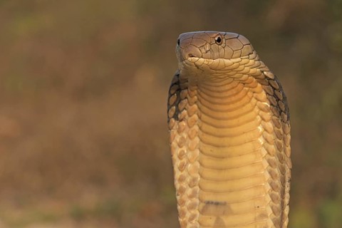 King Cobra