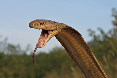 King Cobra