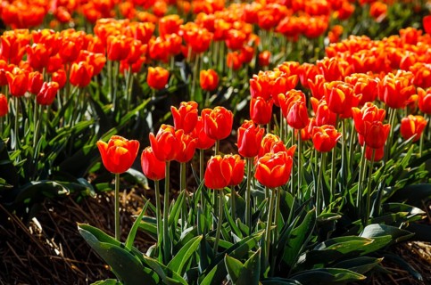 Tulips blooming in a tulip field
