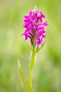 Western marsh orchid