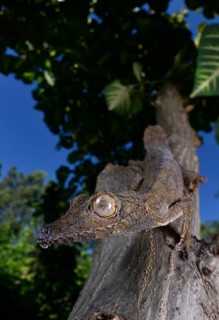Leaf-tailed gecko