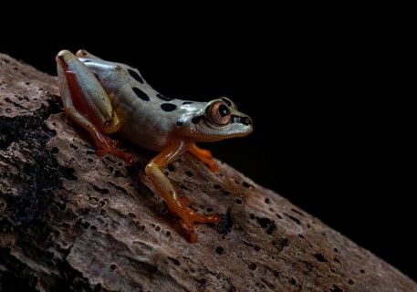 Ried frog