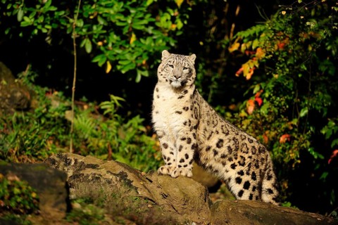 Snow leopard