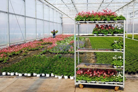 Bedding and balcony flowers in greenhouse