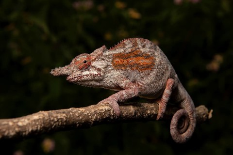 Chameleon