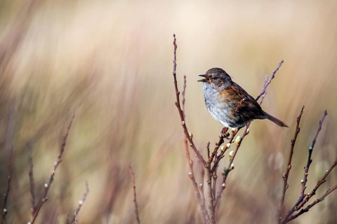 Dunnock