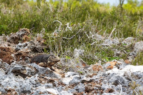 Cuban rock iguana