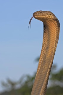 King Cobra